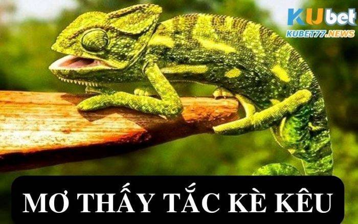 Mơ thấy tắc kè kêu